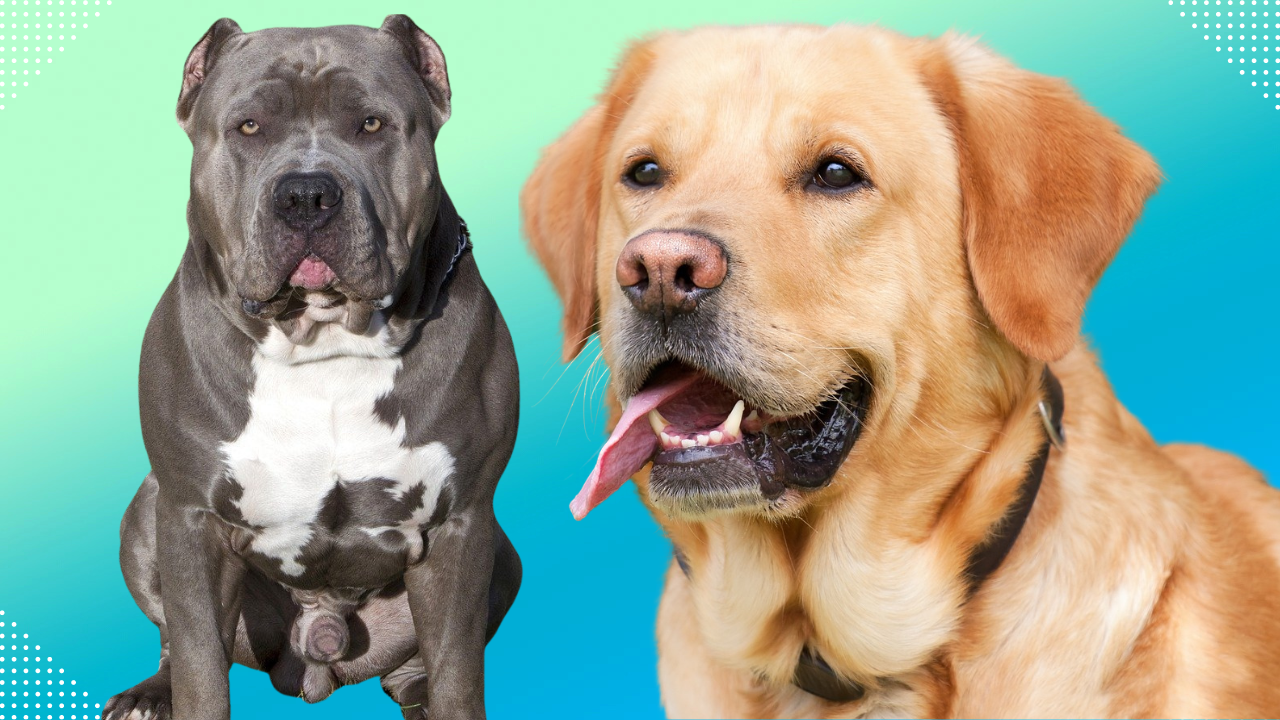 Labrador Retriever Pitbull Mix Everything you need to know
